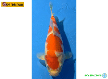 Kohaku, 25-26cm. Tosai, Oishi FishFarm
