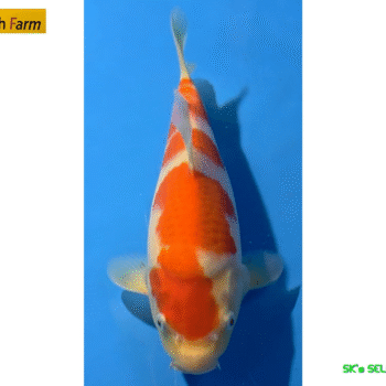 Kohaku, 25-26cm. Tosai, Oishi FishFarm