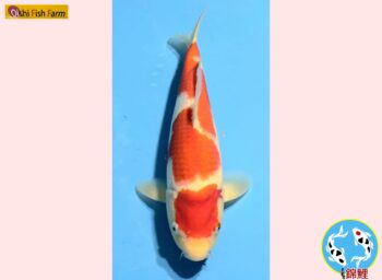 Kohaku [1-jaar] 37cm Oishi FishFarm