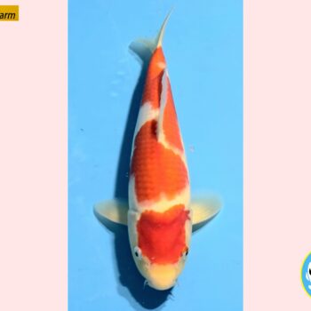 Kohaku [1-jaar] 37cm Oishi FishFarm