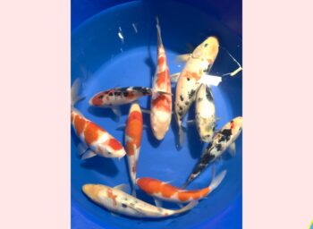 Koi mix 9 stuks {1 jaar} 24-30cm
