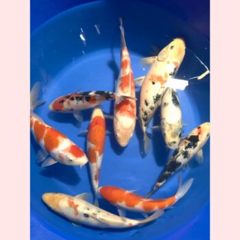 Koi mix 9 stuks {1 jaar} 24-30cm