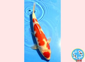 Kohaku [1-jaar] 41cm Oishi FishFarm