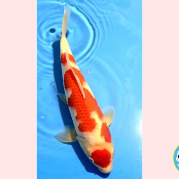 Kohaku [1-jaar] 41cm Oishi FishFarm
