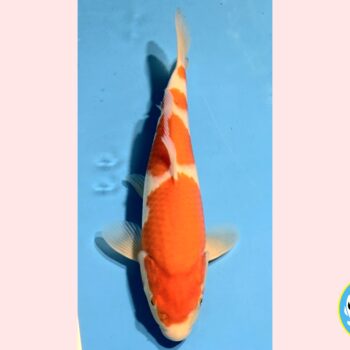 Kohaku [1-jaar] 40-41cm Oishi FishFarm