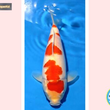 Kohaku [1-jaar] 37-38cm Oishi FishFarm