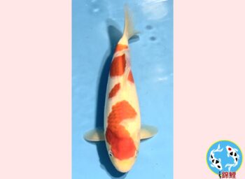Kohaku [1-jaar] 39cm Oishi FishFarm SK's