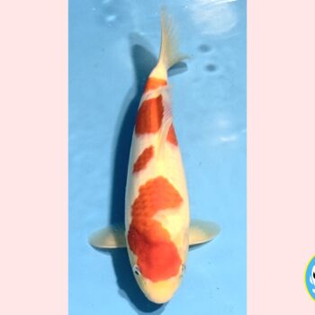 Kohaku [1-jaar] 39cm Oishi FishFarm SK's