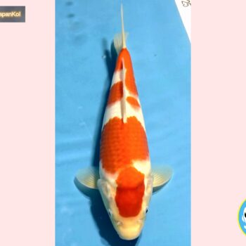 Kohaku [1-jaar] 39cm Oishi FishFarm