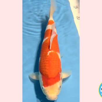 Kohaku [1-jaar] 41cm Oishi FishFarm
