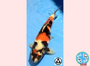 Showa [1-jaar] 40cm Omosako koifarm