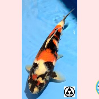 Showa [1-jaar] 40cm Omosako koifarm