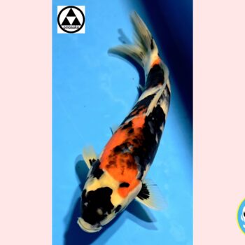 Showa [1-jaar] 41cm Omosako koifarm