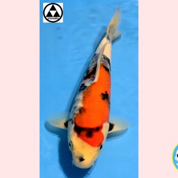 Showa [1-jaar] 38-39cm Omosako koifarm