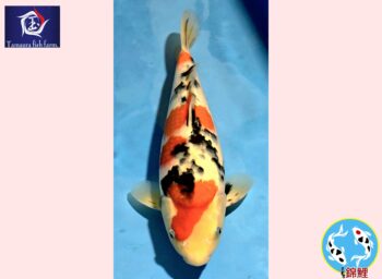 Sanke [1-jaar] 40-41cm Tamaura FishFarm