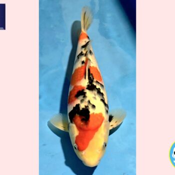 Sanke [1-jaar] 40-41cm Tamaura FishFarm