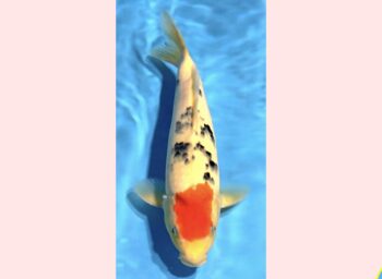 Sanke [1-jaar] 36-37cm Tamaura FishFarm