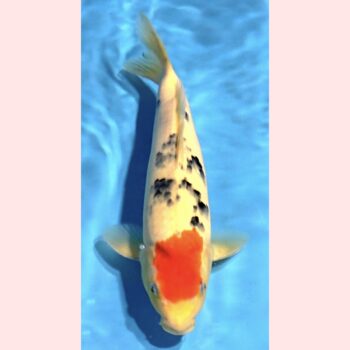 Sanke [1-jaar] 36-37cm Tamaura FishFarm