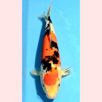 Sanke [1-jaar] 37-38cm Tamaura FishFarm