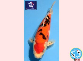 Sanke [1-jaar] 37-38cm Tamaura FishFarm