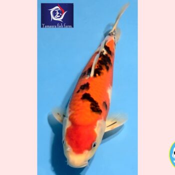 Sanke [1-jaar] 37-38cm Tamaura FishFarm