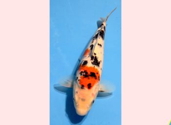 Sanke [1-jaar] 37-38cm Tamaura FishFarm