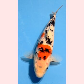 Sanke [1-jaar] 37-38cm Tamaura FishFarm