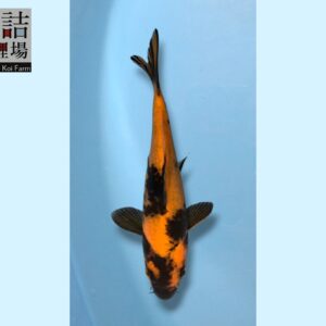 Hi-Utsuri grow out Tosai 10-12cm Sakazume koifarm SKU: Sak0101