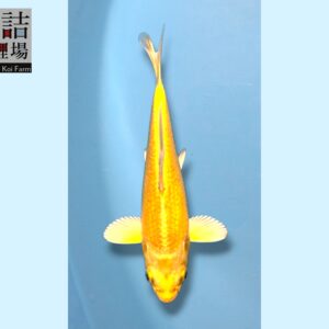 Yamabuki Ogon grow out Tosai 10-12cm Sakazume koifarm SKU: Sak0103
