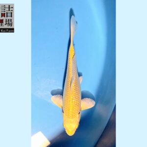 Gr. Yamabuki Ogon grow out Tosai 10-12cm Sakazume koifarm SKU: Sak0104