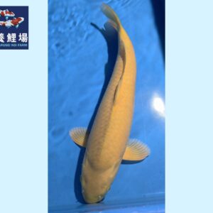 Chagoi Nisai 45-46cm Marusei koifarm SKU: Mar0115
