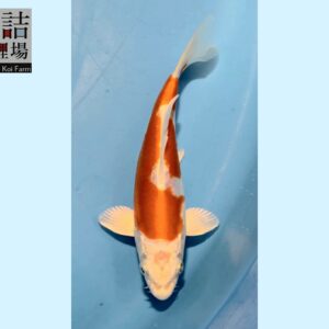 Kikusui grow out Tosai 10-12cm Sakazume koifarm SKU: Sak0105