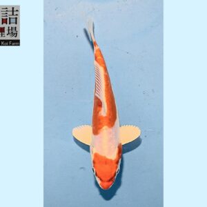 Kikusui grow out Tosai 10-12cm Sakazume koifarm SKU: Sak0106