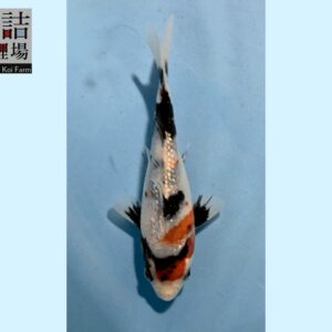 Gr. Showa grow out Tosai 10-12cm Sakazume koifarm SKU: Sak0107