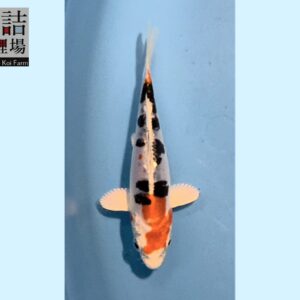Kujaku grow out Tosai 10-12cm Sakazume koifarm SKU: Sak0108