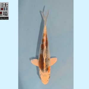 Kujaku grow out Tosai 10-12cm Sakazume koifarm SKU: Sak0109