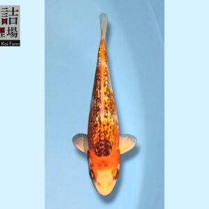 Kawari-Goi grow out Tosai 10-12cm Sakazume koifarm SKU: Sak0110
