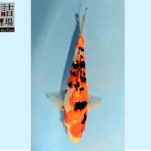 Gr. Showa grow out Tosai 10-12cm Sakazume koifarm SKU: Sak0111