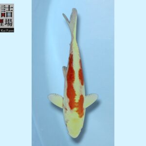 Kikusui grow out Tosai 10-12cm Sakazume koifarm SKU: Sak0112