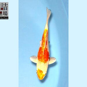 GinRin Kohaku grow out Tosai 10-12cm Sakazume koifarm SKU: Sak0113