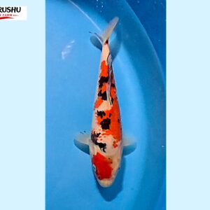 Sanke Tosai 16-18 cm Marushu koifarm x Sakai bloodline [better quality] SKU: MRH0101