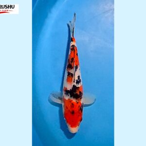 Sanke Tosai 16-18 cm Marushu koifarm x Sakai bloodline [better quality] SKU: MRH0102