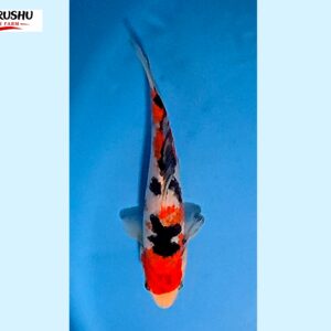 Sanke Tosai 16-18 cm Marushu koifarm x Sakai bloodline [better quality] SKU: MRH0103