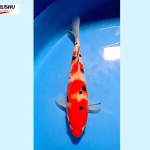 Sanke Tosai 16-18 cm Marushu koifarm x Sakai bloodline [better quality] SKU: MRH0104