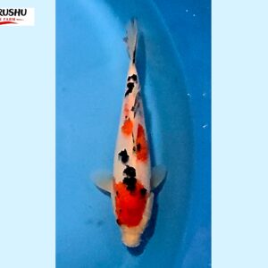 Sanke Tosai 16-18 cm Marushu koifarm x Sakai bloodline [better quality] SKU: MRH0105