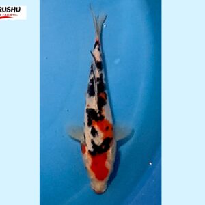 Sanke Tosai 16-18 cm Marushu koifarm x Sakai bloodline [better quality] SKU: MRH0106