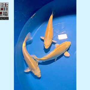 2 pcs Yamabuki Ogon 1 pc Gr. Ki Kabuto Tosai 16-18 cm Sakazume koifarm [better quality] SKU: SAK0101