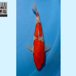 Goshiki Tosai 16-18 cm Sakazume koifarm [better quality] SKU: SAK0102