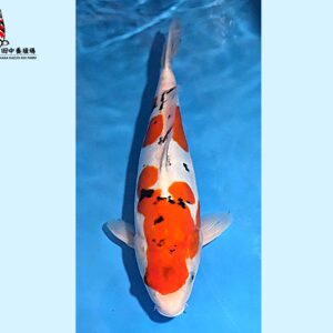 Sanke Nisai 43-45 cm Tanaka koifarm [normal quality] SKU: TNKK0101