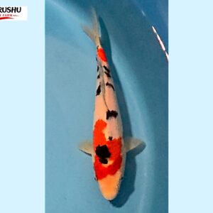 Sanke Tosai 16-18 cm Marushu koifarm x Sakai bloodline [better quality] SKU: MRH0109
